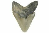 Serrated, Fossil Megalodon Tooth - North Carolina #294710-1